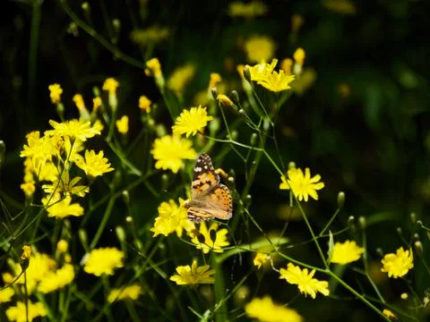 Butterfly in Vorontsovsky park Stock Photos