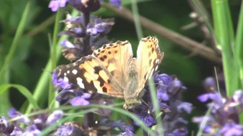 Butterfly vs bumble bee Stock Footage 7769070