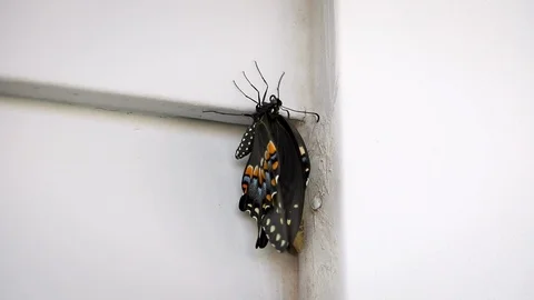 Butterfly On Wall Video stock 120161018
