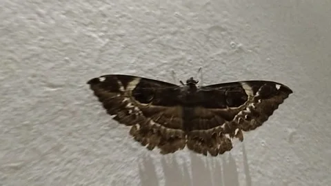 Butterfly on the wall Video stock 238757463