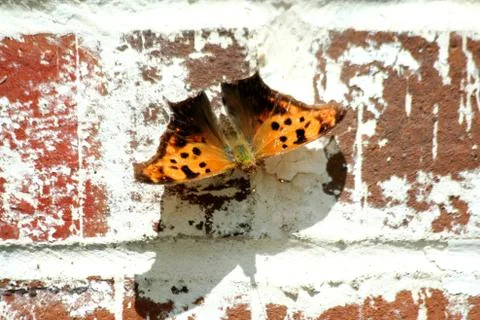 Butterfly on a wall Stock Photos