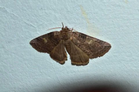 Butterfly on wall Stock Photos