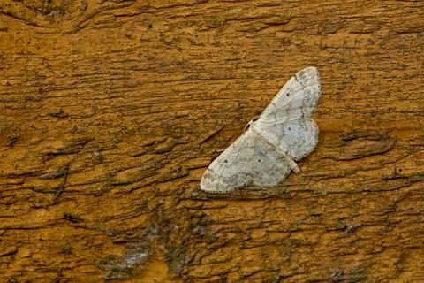 Butterfly on wall. Stock Photos
