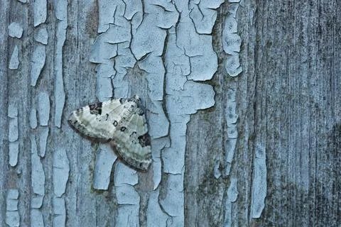 Butterfly on wall. Stock Photos