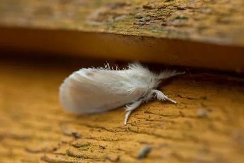 Butterfly on wall. Stock Photos