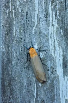Butterfly on wall. Foto stock