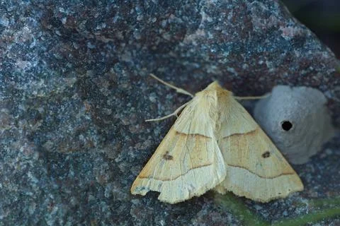 Butterfly on wall. Stock Photos