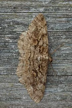 Butterfly on wall. Stock Photos