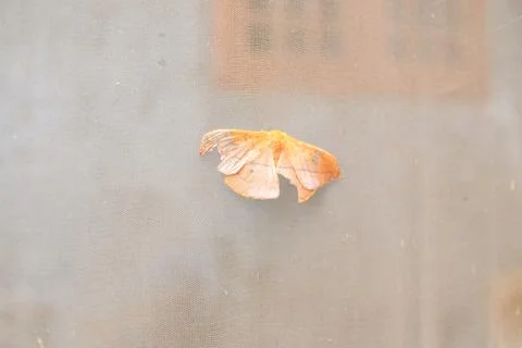 Butterfly on the Wall Stock Photos