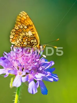 Butterfly Warming its Wings in the Sun Stock Photos