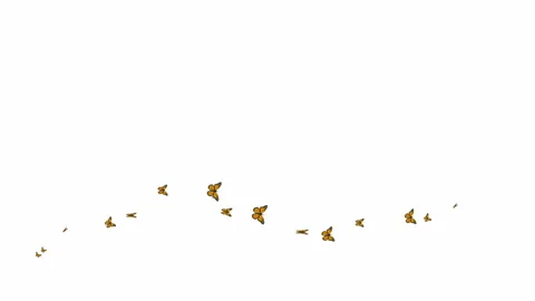 Butterfly wave white Stock Footage 205595987