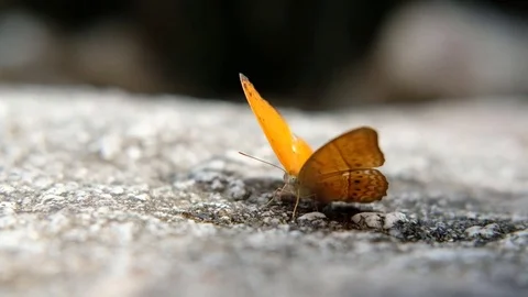 Butterfly waving wings, close-up Stock Footage 81779736