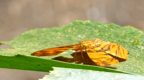 Butterfly (The Wavy Maplet) laying eggs on a leaf. Stock Footage 53347332