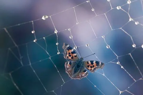 Butterfly in web Stock Photos