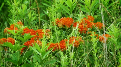 Butterfly Weed Stock Footage