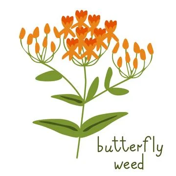 Butterfly weed vector Stock Illustration