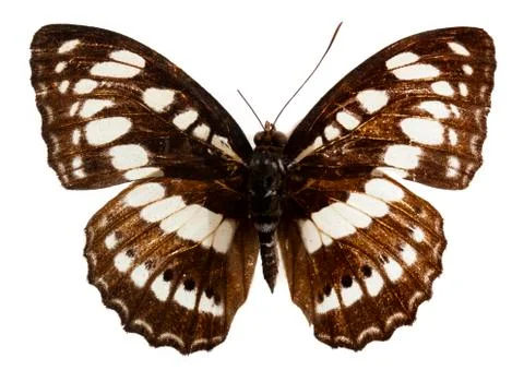 Butterfly on the white background Stock Photos