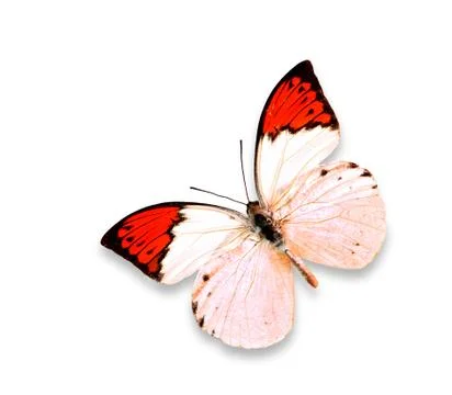 Butterfly on white background Stock Photos