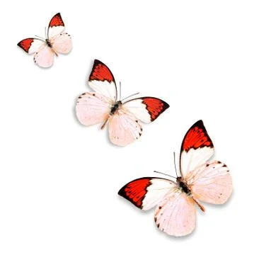 Butterfly on white background Stock Photos