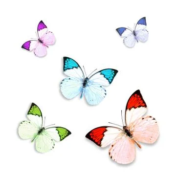 Butterfly on white background Stock Photos