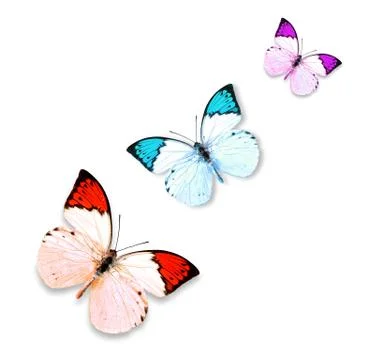 Butterfly on white background Stock Photos