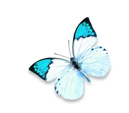 Butterfly on white background Foto stock