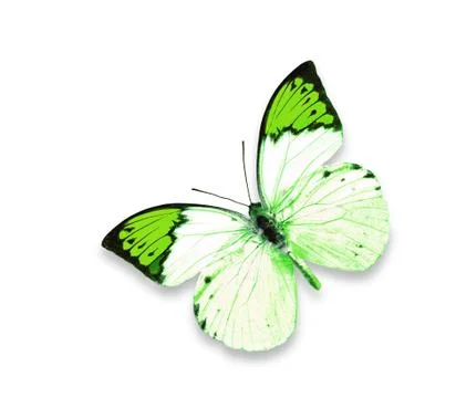Butterfly on white background Stock Photos