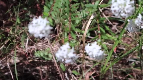 Butterfly on a white flower. Close up Stock Footage 218230198