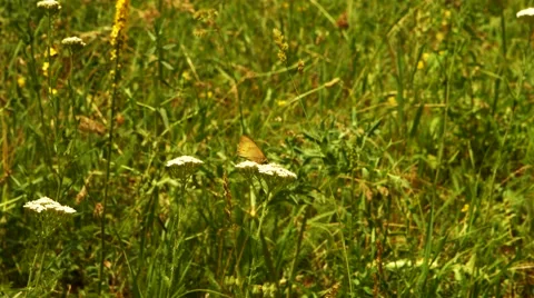 Butterfly on a White Flower Stock Footage 53202935