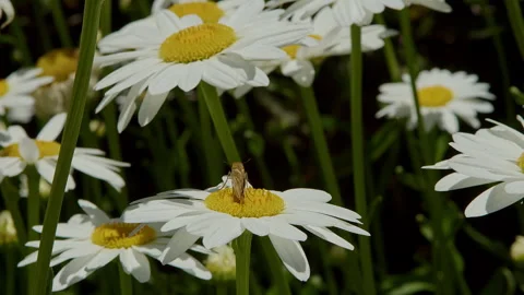 Butterfly on a White Flower Stock Footage 280416787