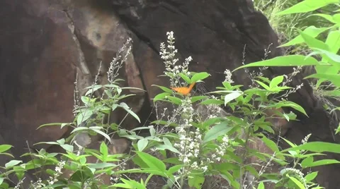 Butterfly on White Flowers Nature Footage Stock Footage
