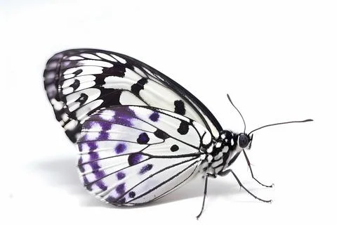 Butterfly on white isolated background Stock Photos