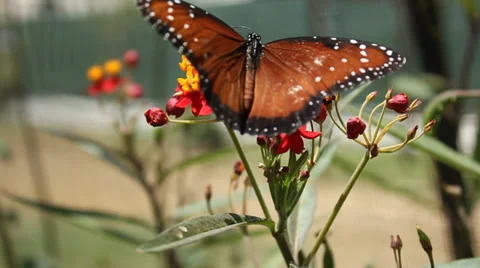 Butterfly white spots Video stock 36969907