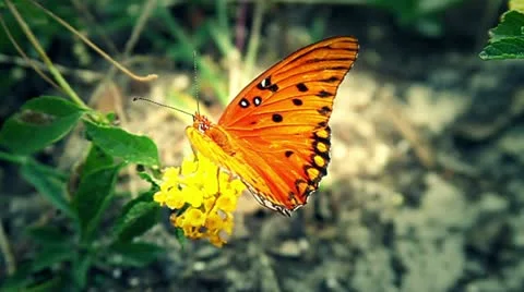 Butterfly Wider 動画素材 21430569