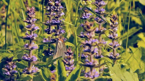 Butterfly on wild flowers Stock Footage 24695300
