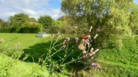 Butterfly on Wildflowers Stock Footage 318096975