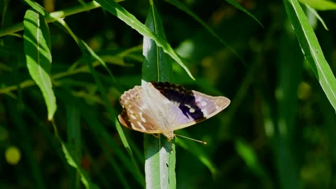 Butterfly willow plumper sits on a willow leaf and flies away. Video stock 201374476