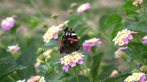 Butterfly in the Wind Video stock 645899