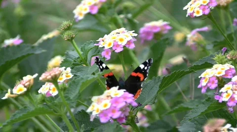 Butterfly in the Wind Video stock 665022