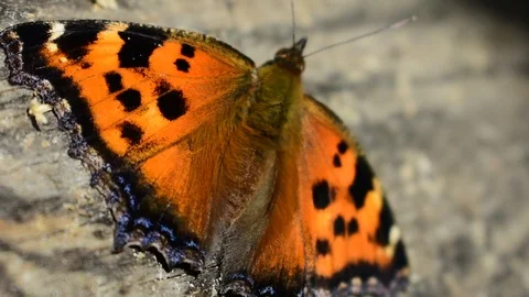 Butterfly in the wind Stock Footage 116022210
