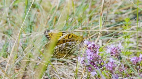 Butterfly in the wind in the green grass. Stock Footage 77908109