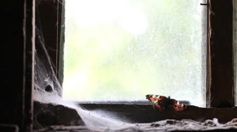 Butterfly on the window of an abandoned house Stock Footage 8558252