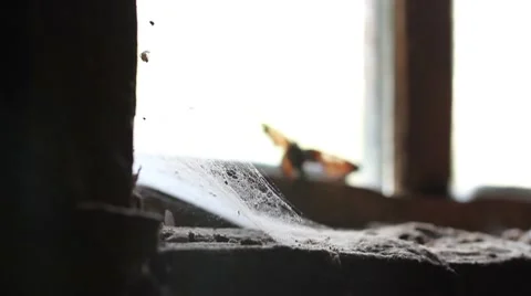 Butterfly on the window of an abandoned house Stock Footage
