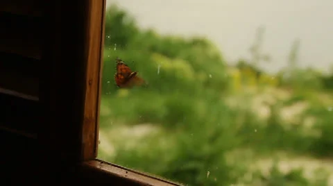 Butterfly on the window Video stock 23616577