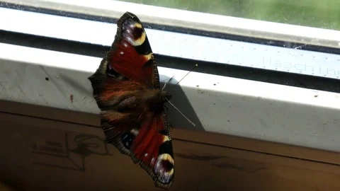 Butterfly on the window Stock Footage 79318239