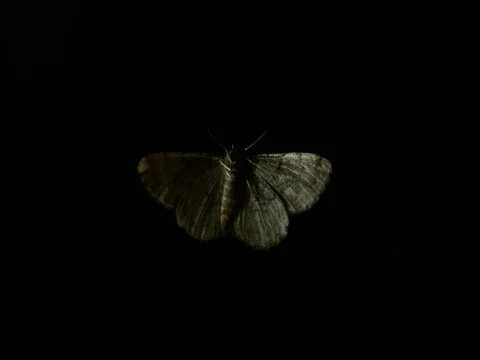 Butterfly on window Stock Footage 79731843