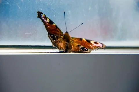 The butterfly on the window frame has fallen into a trap and strives for free Stock Photos
