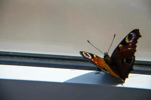 The butterfly on the window frame has fallen into a trap and strives for free Stock Photos