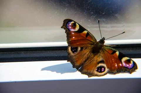 The butterfly on the window frame has fallen into a trap and strives for free Stock Photos