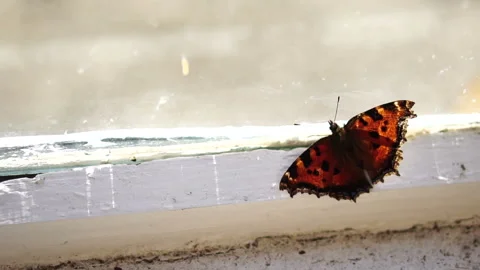 Butterfly on the window. the insect flew into the room. Slow motion Stock Footage 88530121